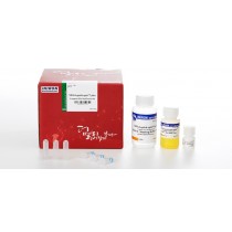MEGAquick-spin plus Fragment DNA Purification Kit 